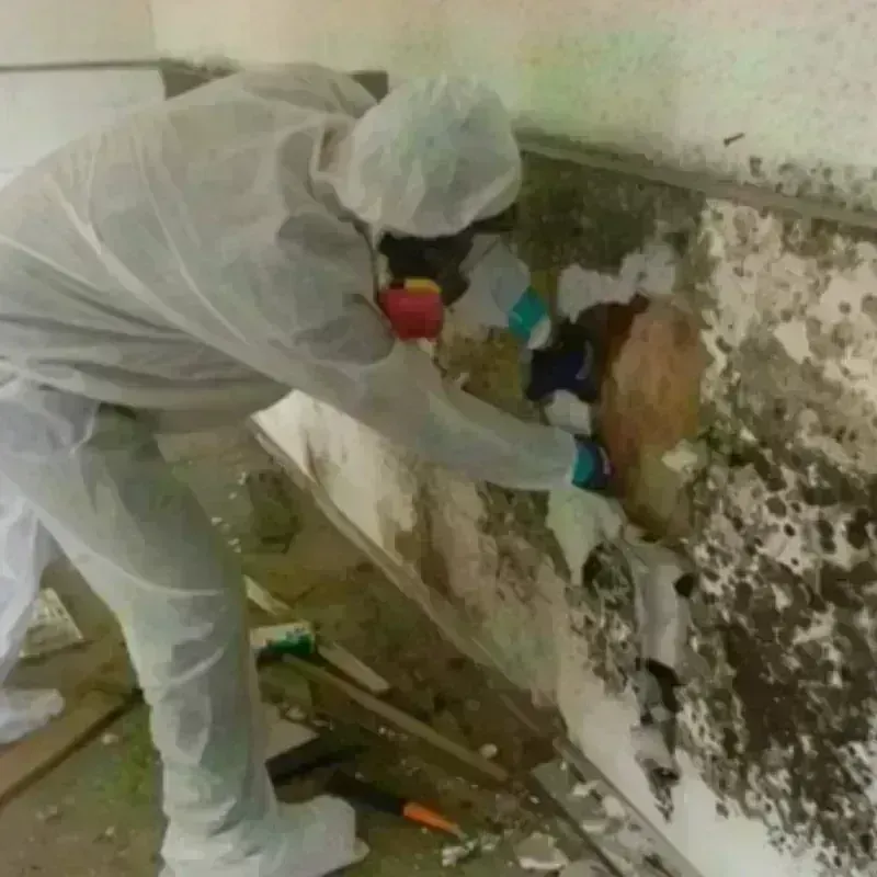 Mold Remediation and Removal in Dudley, MA